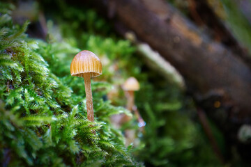 Small mushroom growing on green moss with a nice bokeh background