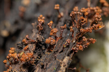 Slime mold  Metatrichia vesparium on a rotten wood