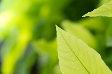 Closeup nature view of green leaf on blurred greenery background in garden at morning sunlight with copy space using as background natural green plants landscape, ecology, fresh wallpaper concept.