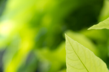 Closeup nature view of green leaf on blurred greenery background in garden at morning sunlight with copy space using as background natural green plants landscape, ecology, fresh wallpaper concept.