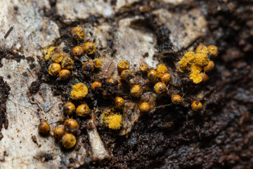 Slime mold on a bark eaten by a small woodlice