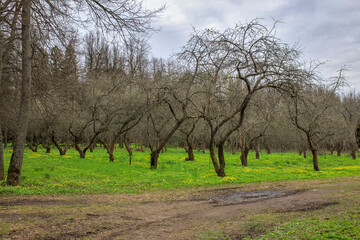 A path through the apple orchard. Early spring. Green grass and trees without leaves.