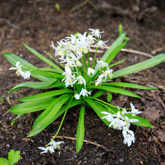 Scilla siberica flower in park at springtime day
