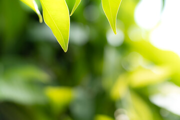 Closeup nature view of green leaf on blurred greenery background in garden at morning sunlight with copy space using as background natural green plants landscape, ecology, fresh wallpaper concept.