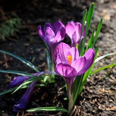 Blue crocus flowers backlit in open field