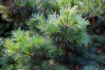 Close-up of needle and cones of relic Crimean pine