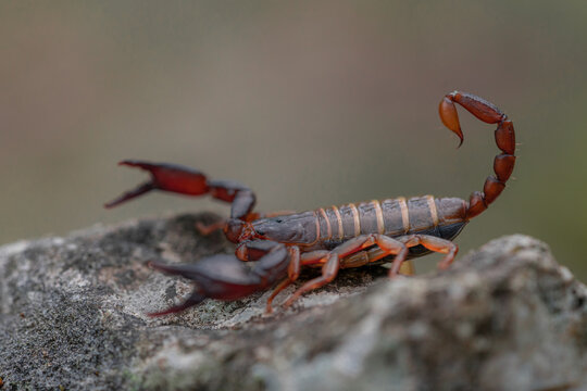 Close-up macro shot of Small wood scorpion (Euscorpius deltshevi) on gray stone. Isolated on blurred background