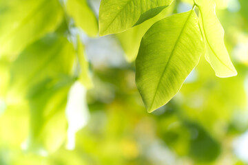 Fototapeta na wymiar Closeup nature view of green leaf on blurred greenery background in garden at morning sunlight with copy space using as background natural green plants landscape, ecology, fresh wallpaper concept.