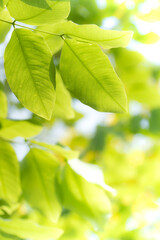 Fototapeta na wymiar Closeup nature view of green leaf on blurred greenery background in garden at morning sunlight with copy space using as background natural green plants landscape, ecology, fresh wallpaper concept.