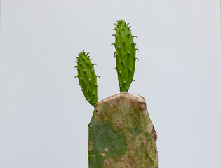 Cute Green spike cactus houseplant 