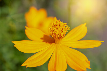 Beautiful yellow Cosmos flower in the garden.