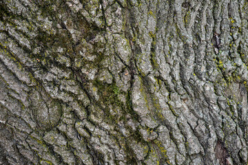 bark of a tree