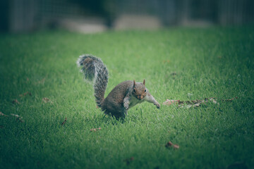 British grey squirrel in the park