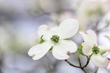 Fototapeta na wymiar 白色のハナミズキの花