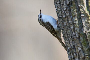 Gartenbaumläufer an einem Baum beim Nestbau