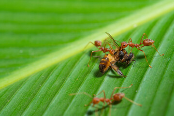 Ant action standing.Red ants are climbing green vines,,Concept team work together Red ant,Weaver Ants (Oecophylla smaragdina),Action of ant carry food