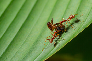 Ant action standing.Red ants are climbing green vines,,Concept team work together Red ant,Weaver Ants (Oecophylla smaragdina),Action of ant carry food