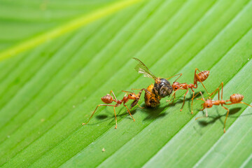 Ant action standing.Red ants are climbing green vines,,Concept team work together Red ant,Weaver Ants (Oecophylla smaragdina),Action of ant carry food