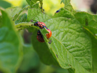 Several Colorado beetle larvae eat the potato leaf. Close-up. A bright illustration on the theme of protecting agricultural plants from bugs and pests. High detail. Side view in profile. Macro