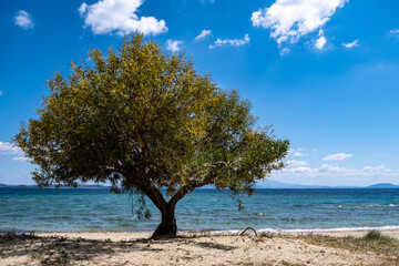 Fototapeta na wymiar Sandy beach with tamarisk, tamarix or salt cedar tree. Blue sky background.