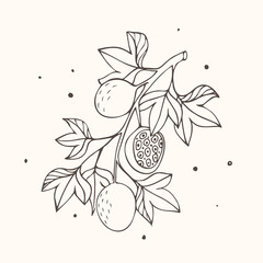 Fototapeta na wymiar Branch with passion fruit. Vector illustration in engraving style.