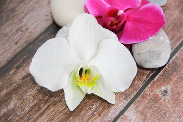 white orchid flowers with both petals and stamens