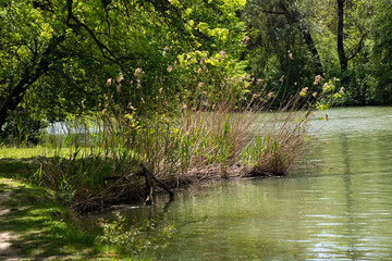 Fototapeta premium pond in the park
