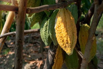 Green and Yellow Cocoa pods grow on the tree (Theobroma cacao)
