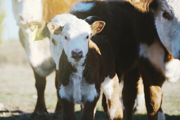Hereford herd of cattle close up on farm looking from field, group of curious beef cows.