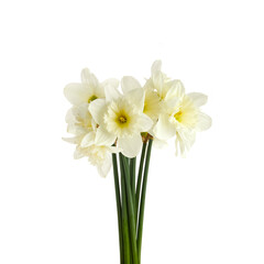 Fototapeta na wymiar Beautiful narcissus flowers isolated on white background, inclusive clipping path.