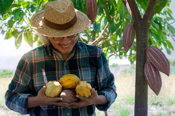 farmer holding the harvested Cacao fruits in his hands selective focus, Cacao fruits which is used as raw material to make chocolate