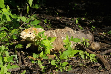 Land iguana at Urbina Bay, Isabela Island, Galapagos, Ecuador