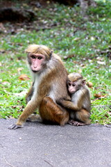 monkey mother and baby sri lanka