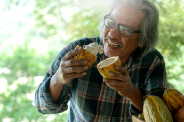 Farmer holding the harvested Cacao fruits with pulp and seeds, selective focus, Cacao fruits which...