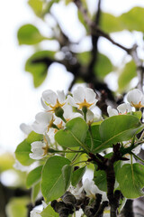 White apple tree blossom close up in a vertical format - escallonia