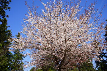 Yoshinoyama sakura cherry blossom . Mount Yoshino in Nara Prefecture, Japan's most famous cherry blossom viewing spot - 日本 奈良 吉野山の桜