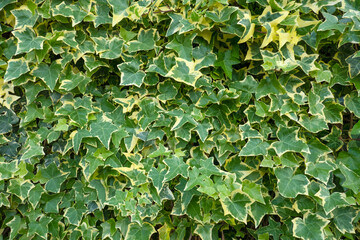 Ivy background material. Fresh green leaves in spring.	