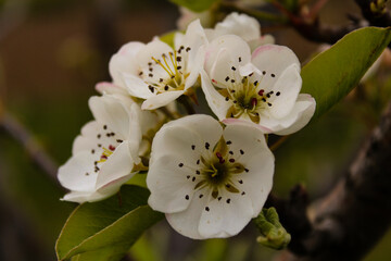 tree blossom