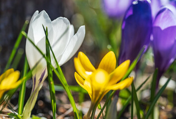 Crocus with mixed colors during the Swedish spring