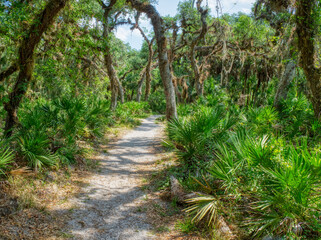 The William S Boylston Nature Trail is a 0.9 mile lightly trafficked loop trail in Myakka River State Park in Sarasota Florida USA