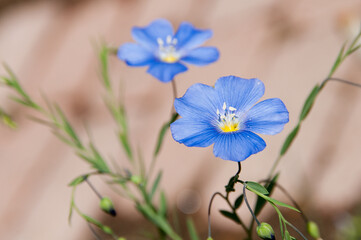 Fototapeta premium 水色のアマの花