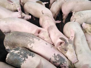 Non-standard pig farms. Pig density farms.