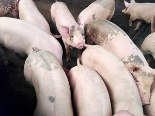 Non-standard pig farms. Pig density farms.
