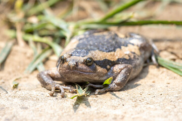 Close-up kaloula pulchra, fat, round, chubby female in the rainy season. Shaped like a frog