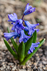 Blue flower. Geacinth blooms in spring on a flower bed