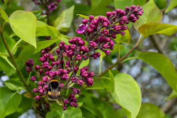 Fliederknospen mit Hummel © Isnurnfoto.