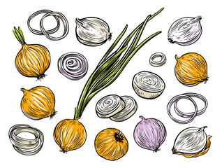 Onion bulb and rings. Fresh vegetables set vector illustration