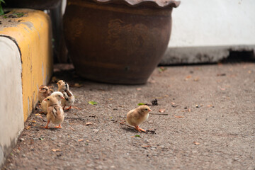 Group of little chick stay together near sidewalk.