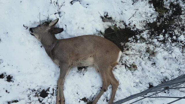 A dead deer is lying in the snow, behind a wire mesh. For unknown reasons, the killed carcass is behind the fence, an ecological bomb.