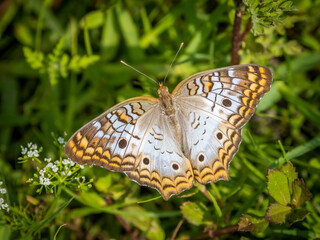 Obraz premium White Peacock (Anartia jatrophae guantanamo) butterfly on the ground in Myakka River State Park in Sarasota Florida USA